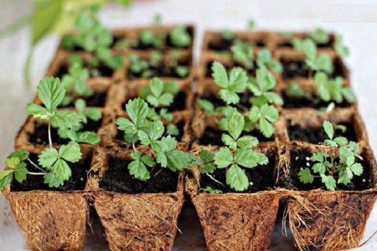 Клубника весной: гарантированный урожай