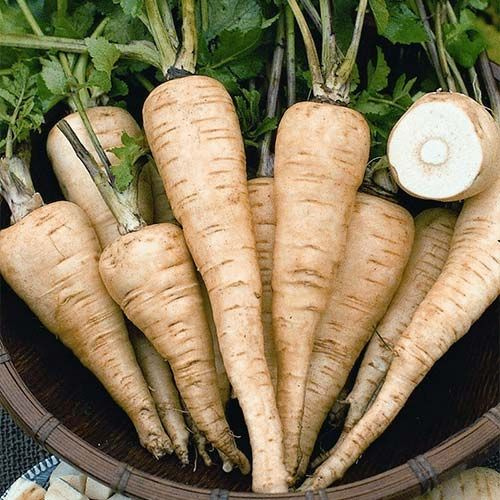 Пастернак: забытый корень с уникальным вкусом.