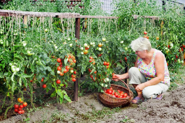 Почему трескаются помидоры и горчит морковь