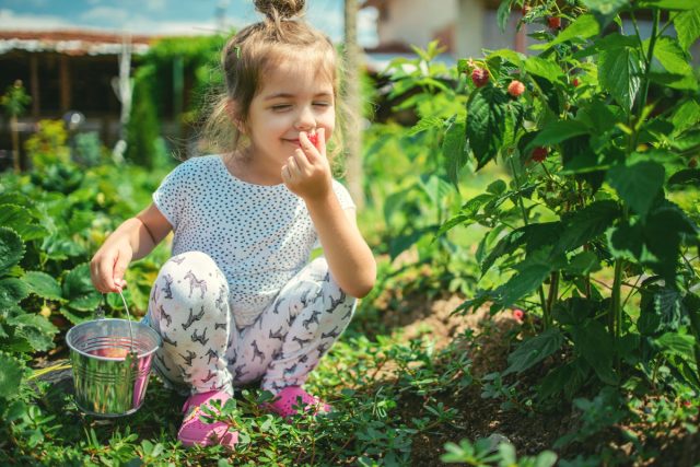 🌿 Растения для детской зоны: что посадить, а чего избегать