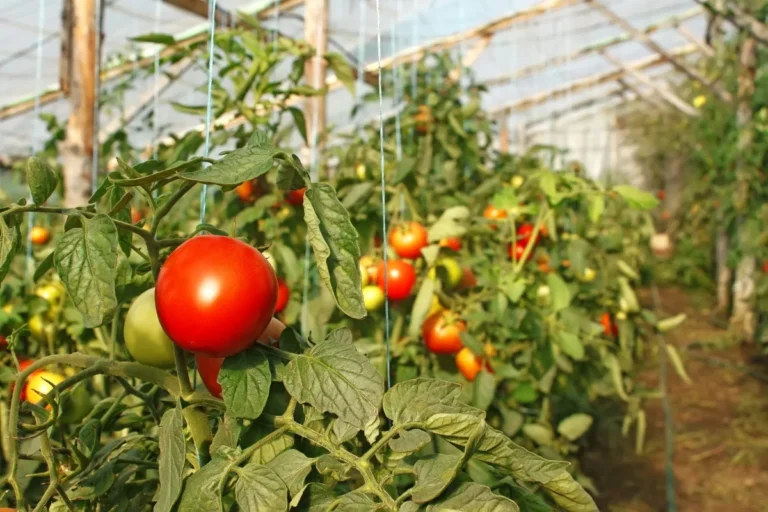 🌱 Полив томатов при плодоношении