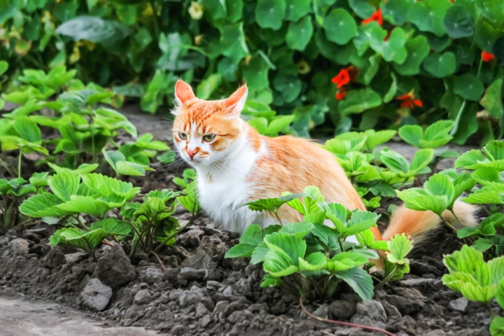 🐾 Как отучить кота и собаку лезть в грядки