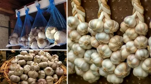 Секреты урожая чеснока