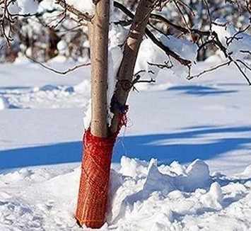 Готовим плодовые деревья к зиме