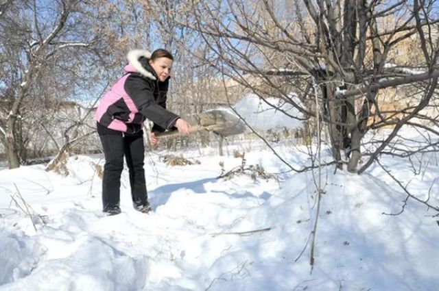 Работы в декабре в саду, огороде и цветнике